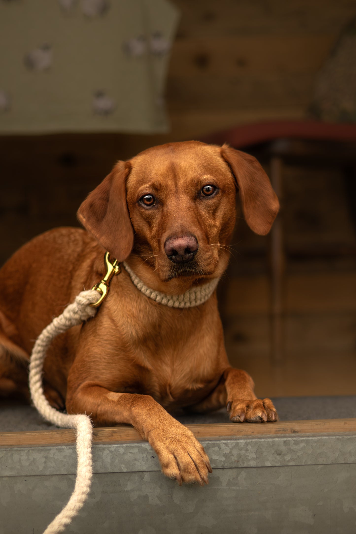The Swaledale – Handmade British Wool Dog Lead - Green Dog