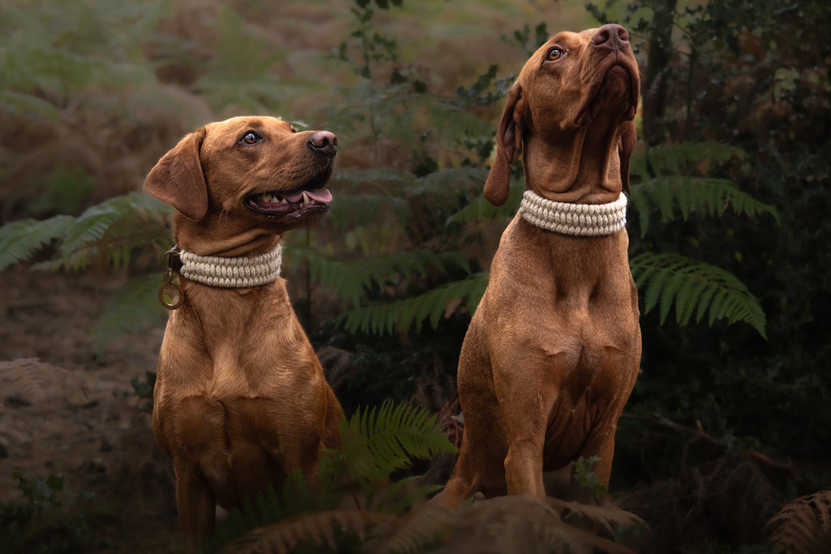 The Swaledale – Handmade British Wool Dog Collar (Standard) - Green Dog