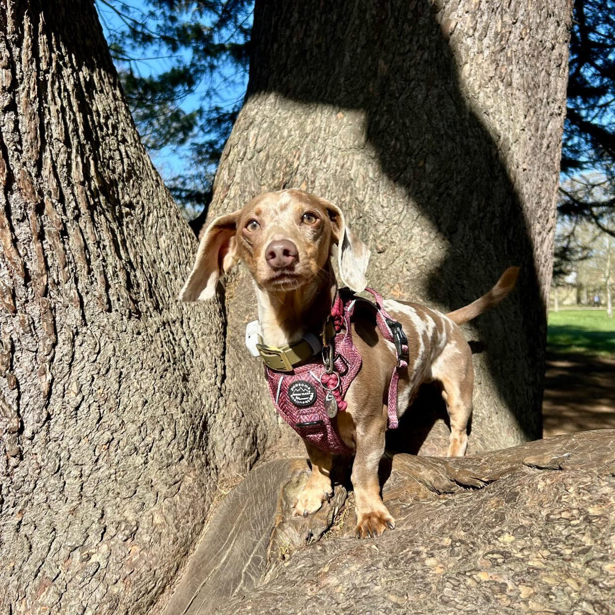 Bruno the dachshund modelling The Primrose bespoke dog collar, featuring gold hardware and rich burgundy tones with a military green strap.