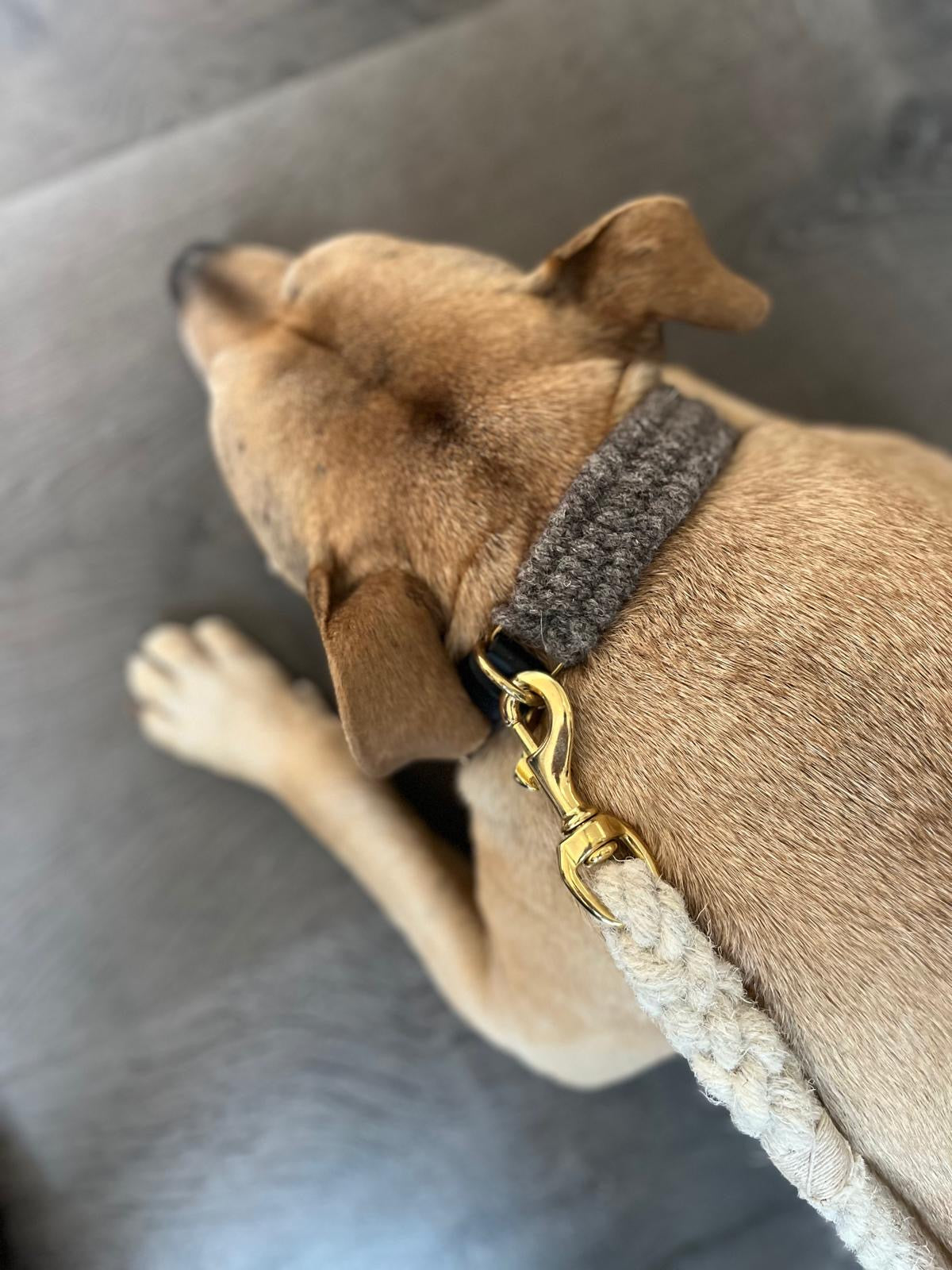 The Brampton – Handmade British Wool Dog Collar (Standard) - Green Dog