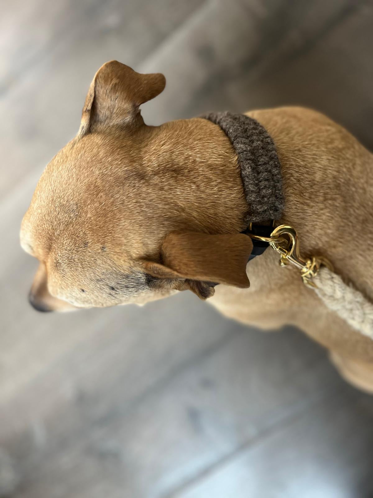The Brampton ā Handmade British Wool Dog Collar (Standard) - Green Dog