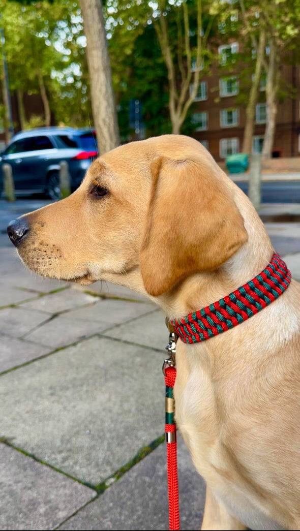 Adjustable Cord Dog Collar by Sunny & Cassa Jackson - Green Dog
