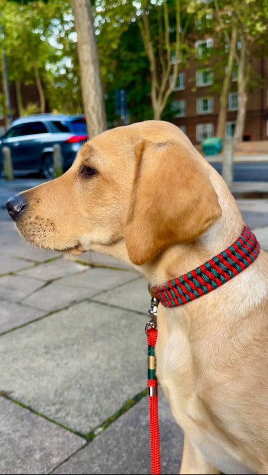 Adjustable Cord Dog Collar by Sunny & Cassa Jackson - Green Dog