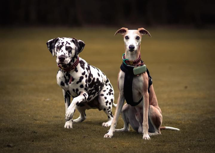 Earn, Reward and Save: How the Green Dog Loyalty Programme Works