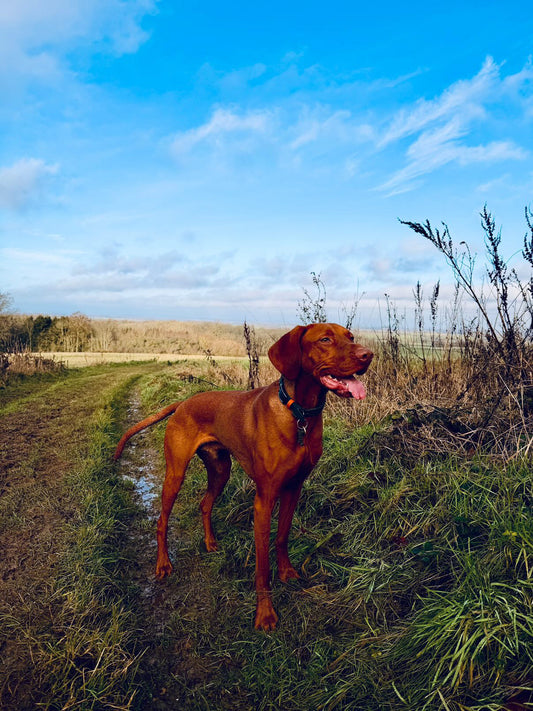 Personalised Dog Collars UK: How to Design a Custom Collar That Lasts