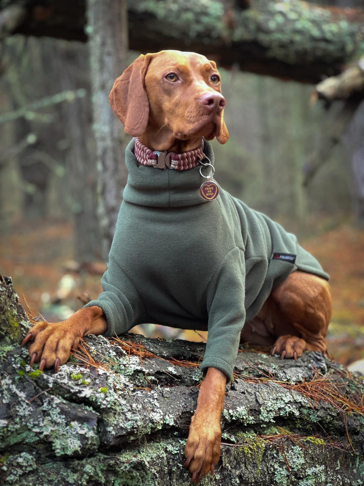 Eco-Friendly Dog Accessories: What Sustainable Actually Means
