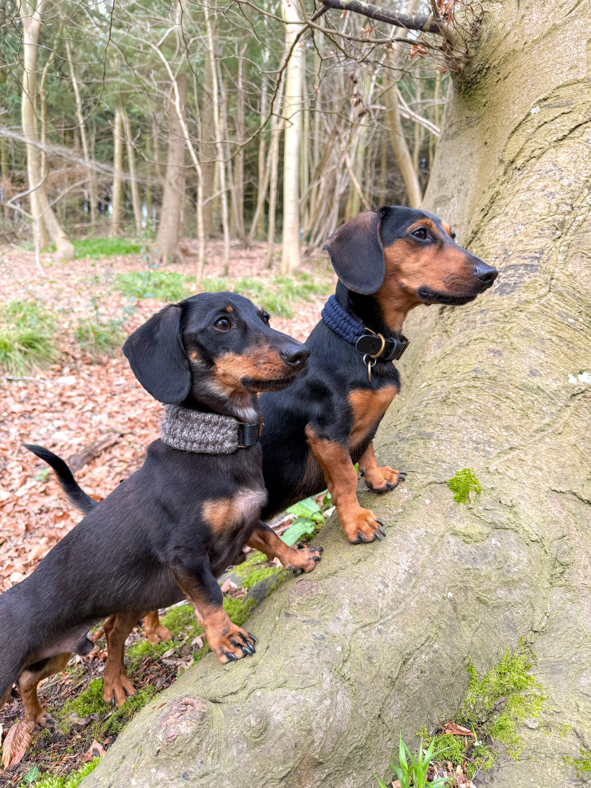 Dachshund Collars: Choosing for Long Backs and Short Necks