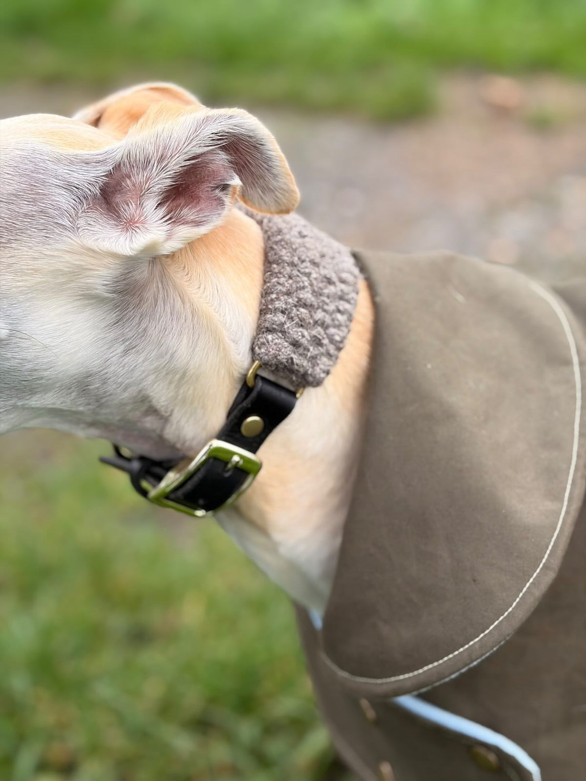 Whippet Collars and Sighthound Collars: Fit, Comfort and Security