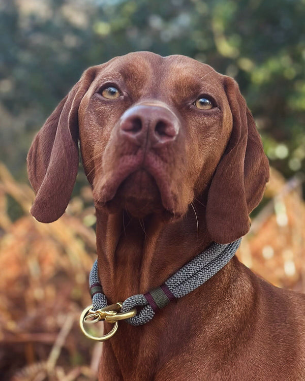 Hungarian Vizsla wearing a custom Green Dog handcrafted collar made from eco-friendly nylon rope with brass hardware. A perfect blend of style, sustainability, and strength for active dogs.