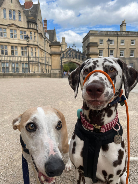 Dog wearing the figure of 8 slip lead for training your dog| handmade in the uk | Green Dog