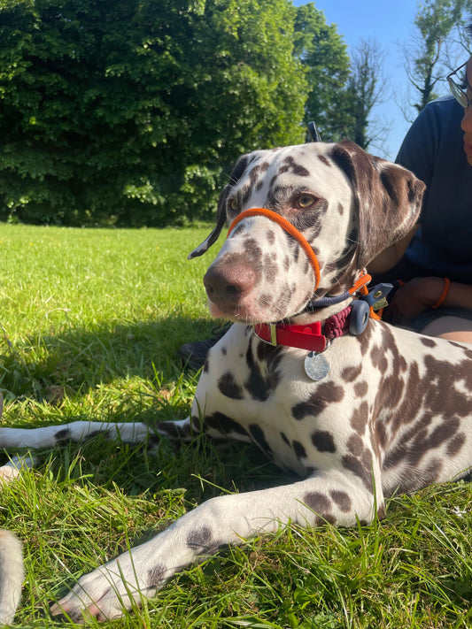 Ponyo the Dalmatian wearing the figure of 8 slip lead
