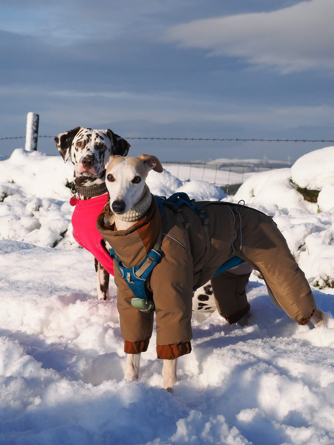 Sighthound Collars: Wool, Leather, and BioThane Compared