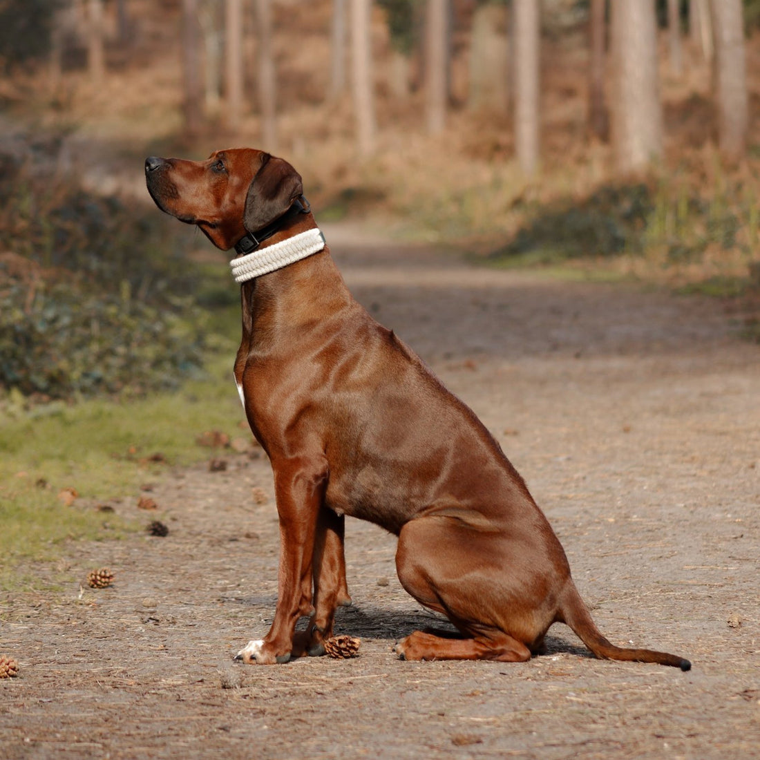 The Sheep Shed Collection: British Wool Dog Accessories Made in Oxford