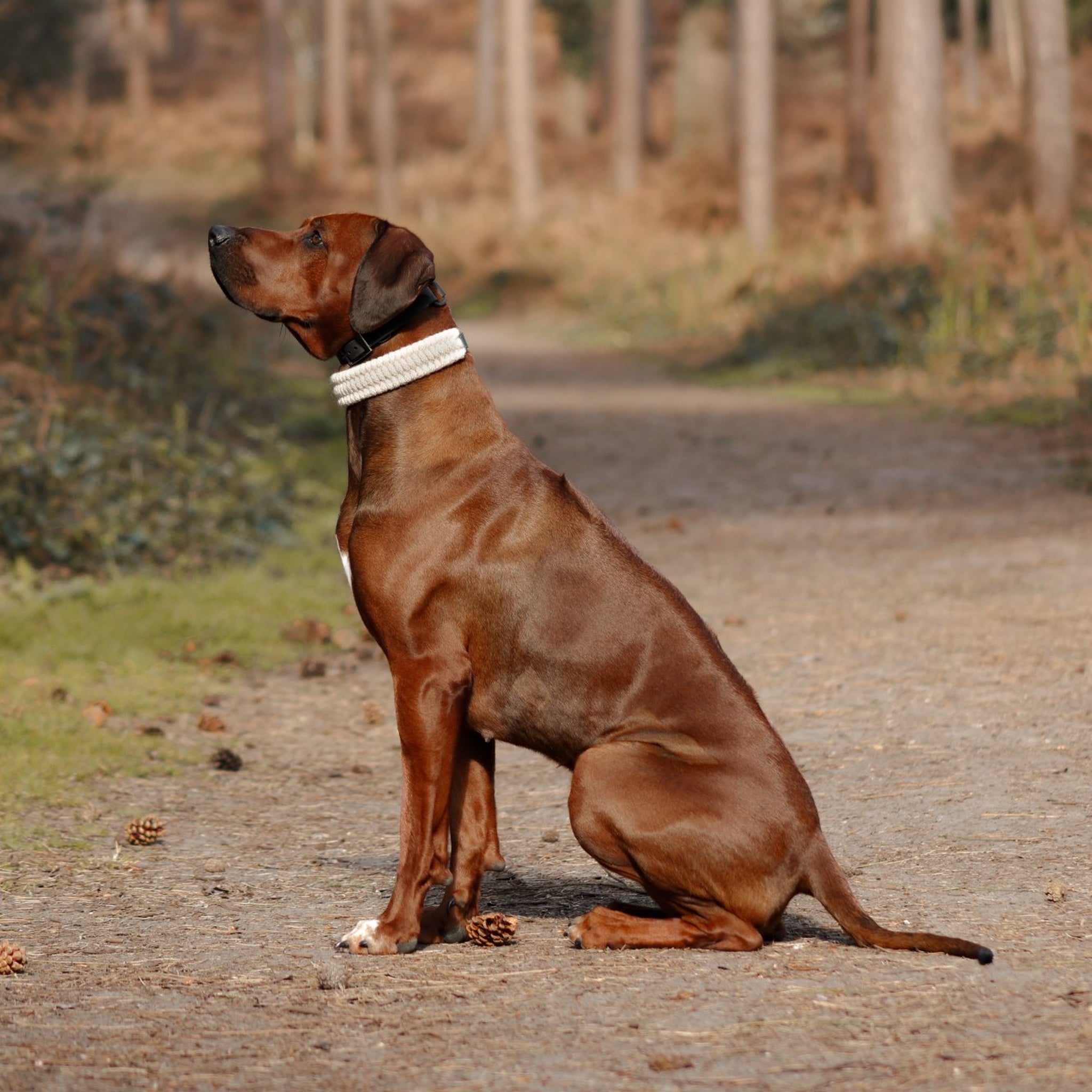 The Sheep Shed Collection: British Wool Dog Accessories Made in Oxford