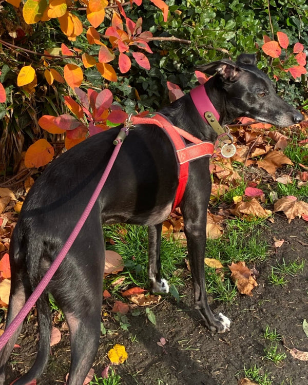 Whippet in a park wearing a Cotswold Rambler sighthound dog collar with a burgundy rope dog lead