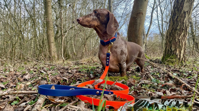 Customise Your Dog Collar & Lead