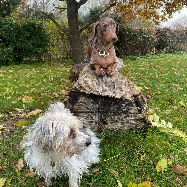 Greenwich Yarn Collection