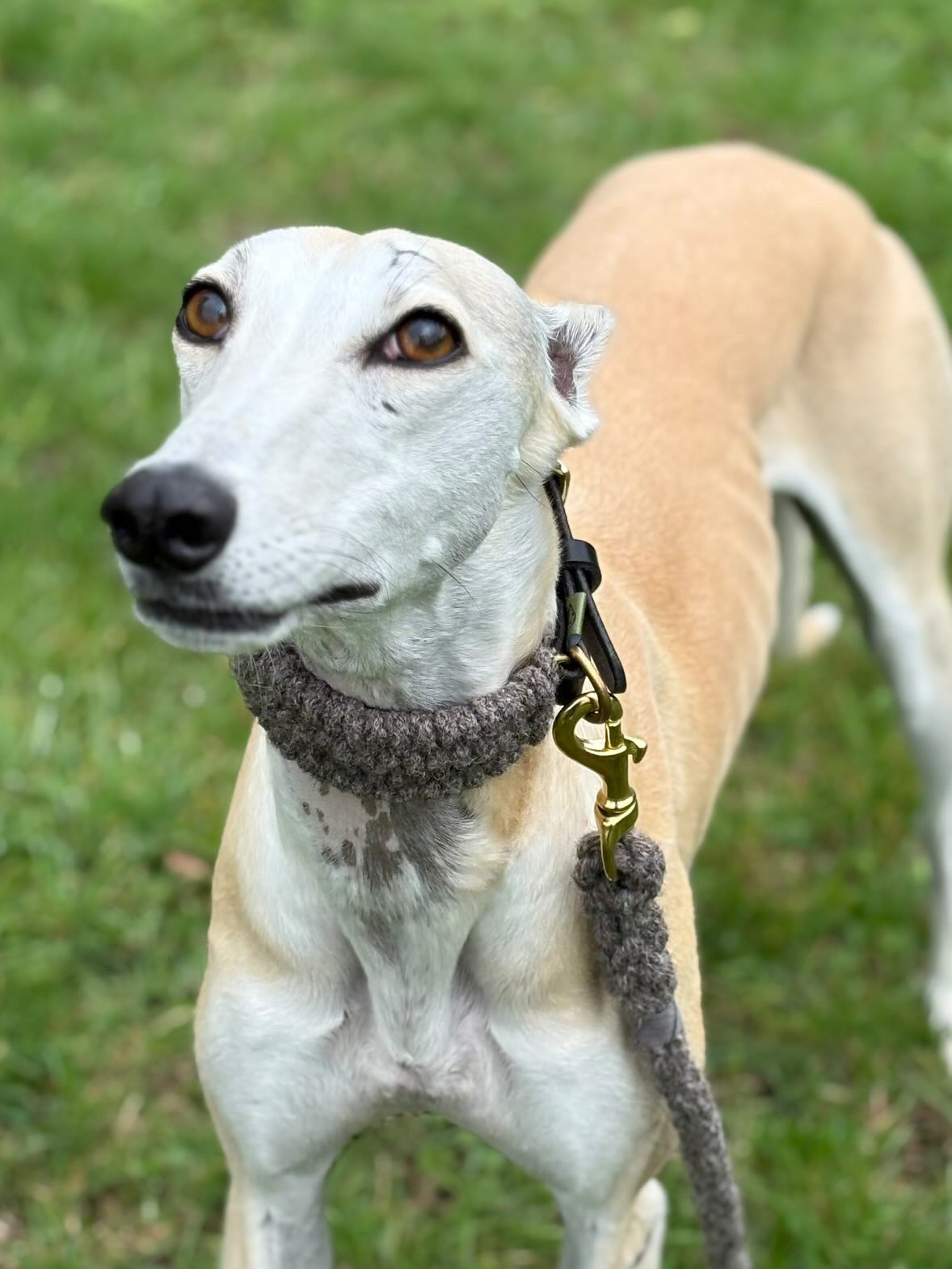 The Brampton – Handmade British Wool Sighthound Collar - Green Dog