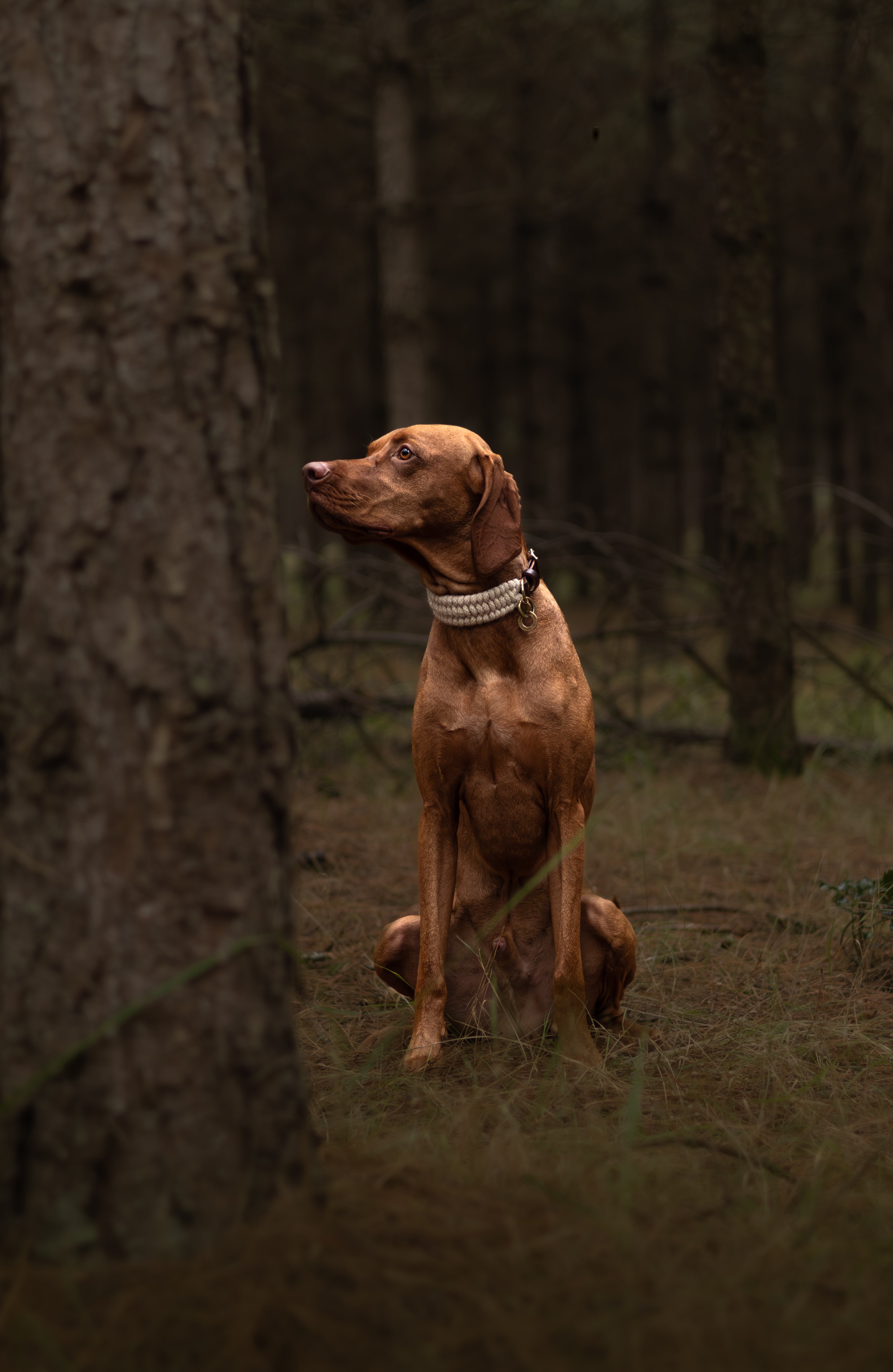 The Swaledale – Handmade British Wool Dog Collar (Standard) - Green Dog