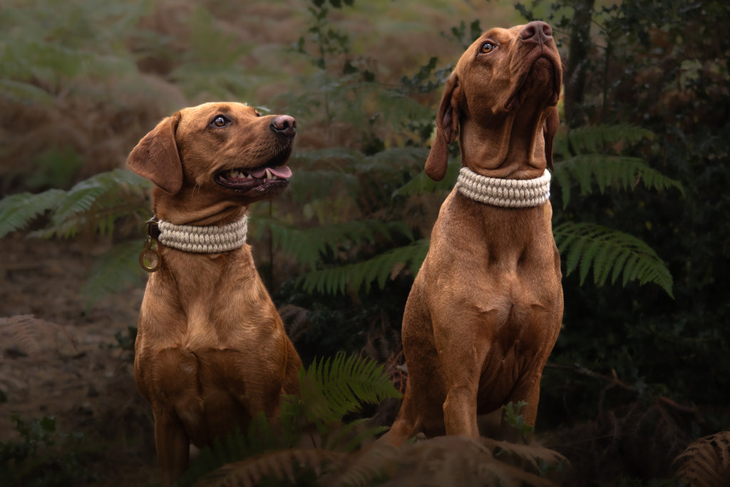 The Swaledale – Handmade British Wool Dog Collar (Standard) - Green Dog