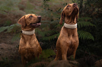 The Swaledale – Handmade British Wool Dog Collar (Standard) - Green Dog