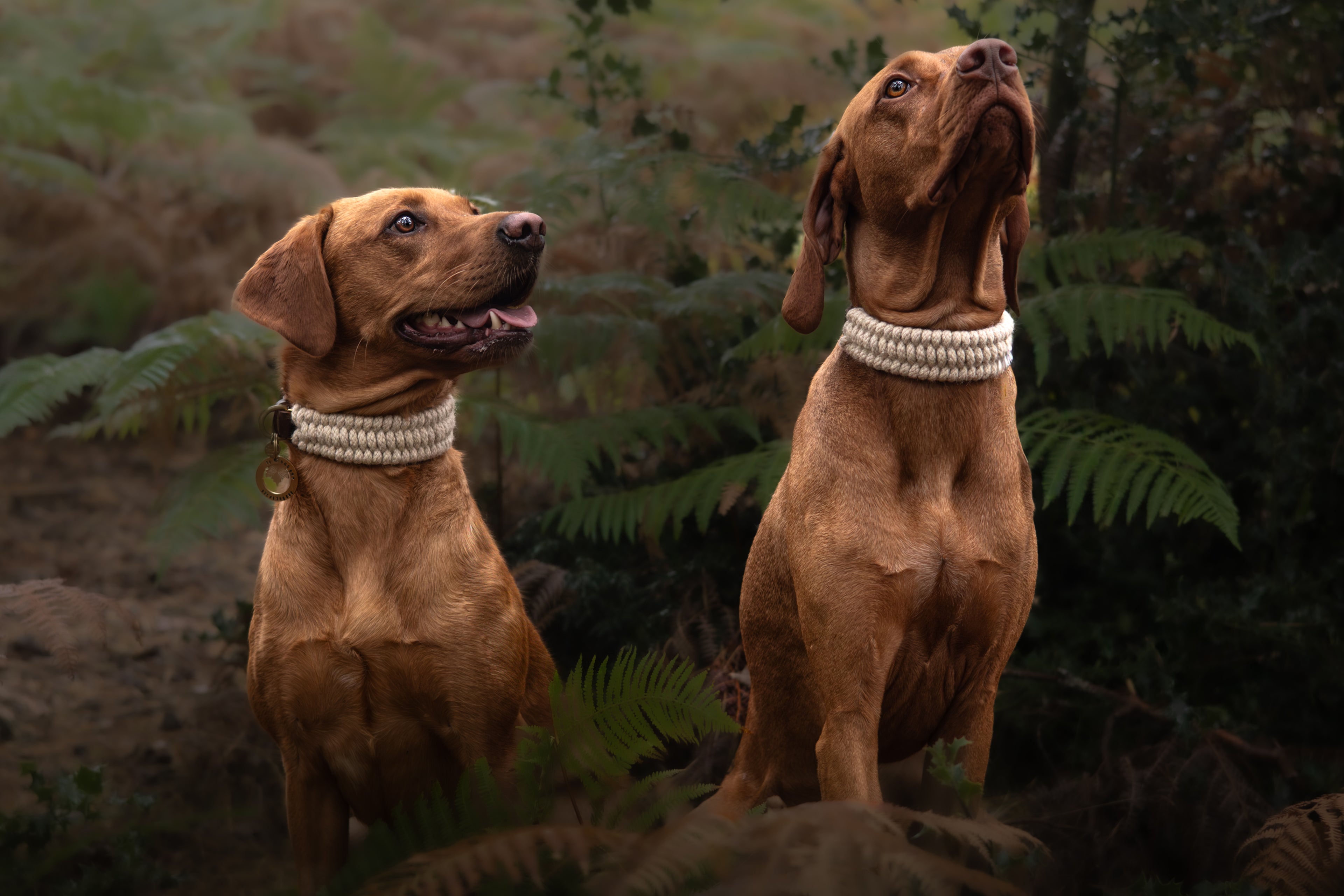 The Swaledale – Handmade British Wool Dog Collar (Standard) - Green Dog