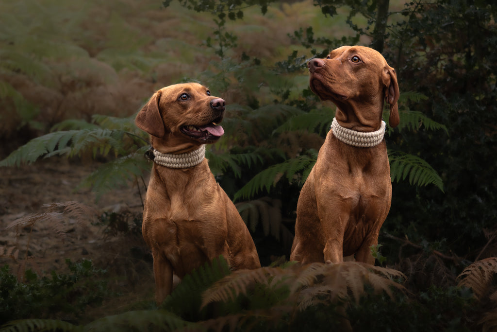 The Swaledale – Handmade British Wool Dog Collar (Standard) - Green Dog