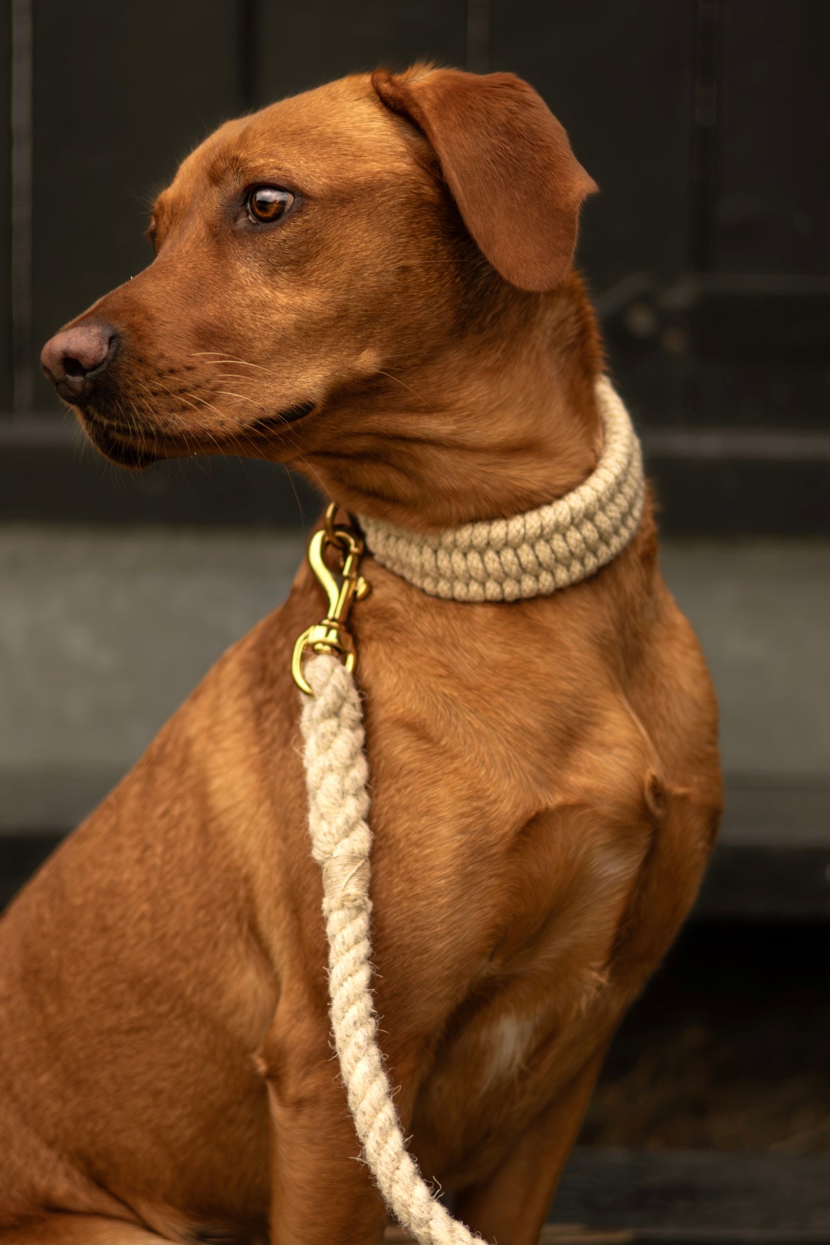 The Swaledale – Handmade British Wool Dog Collar (Standard) - Green Dog