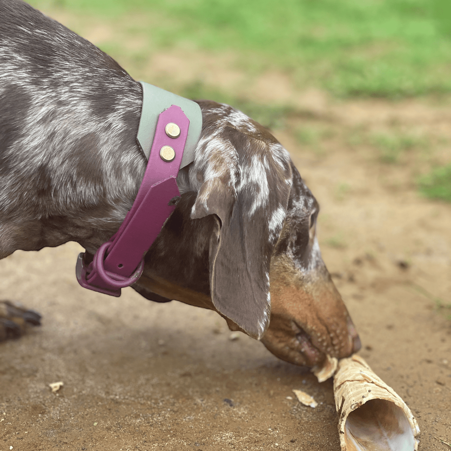 Boris the dachshund wearing the Cotswold Rambler BioThane collar in maroon and military green.