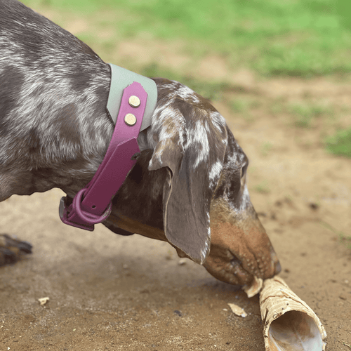 Boris the dachshund wearing the Cotswold Rambler BioThane collar in maroon and military green.