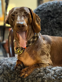 Boris wearing the greenwich yarn chic camo edition dog collar