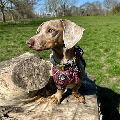 Bruno the dachshund wearing The Primrose handmade dog collar in burgundy cord and military green BioThane, captured during a walk.