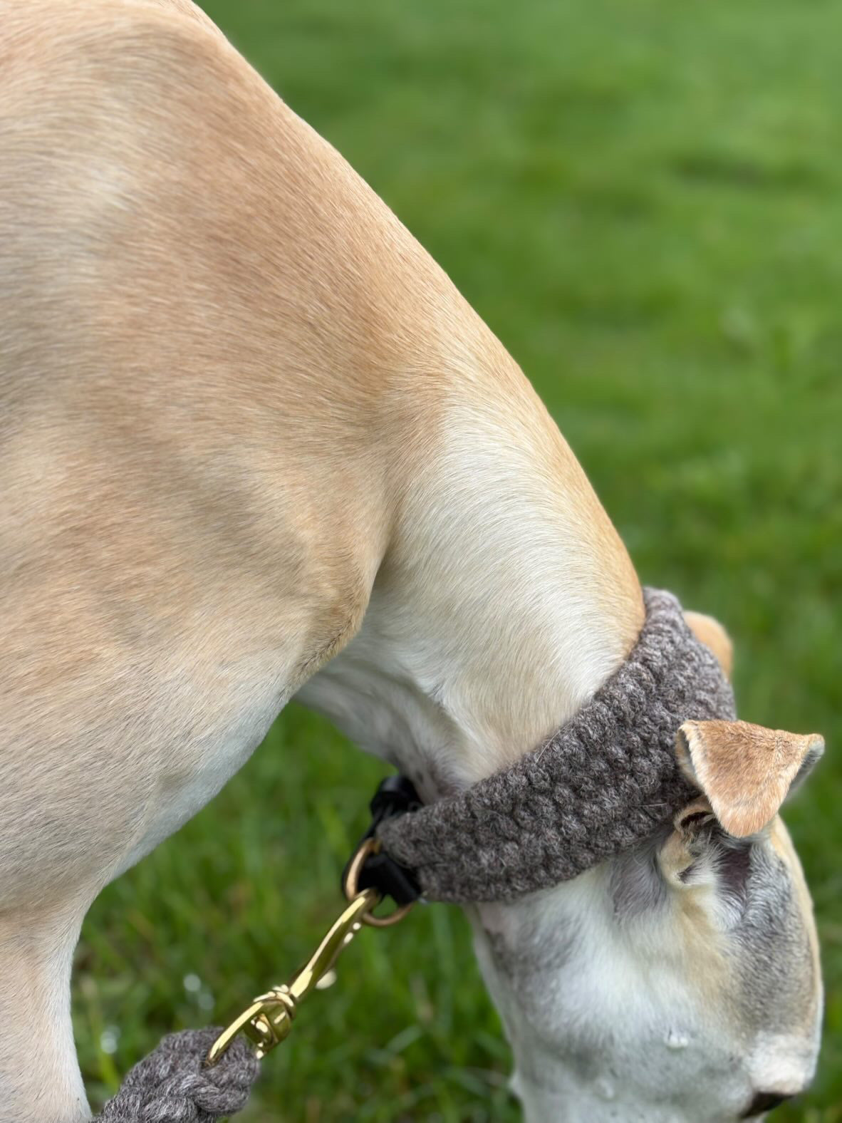 The Brampton – Handmade British Wool Sighthound Collar - Green Dog