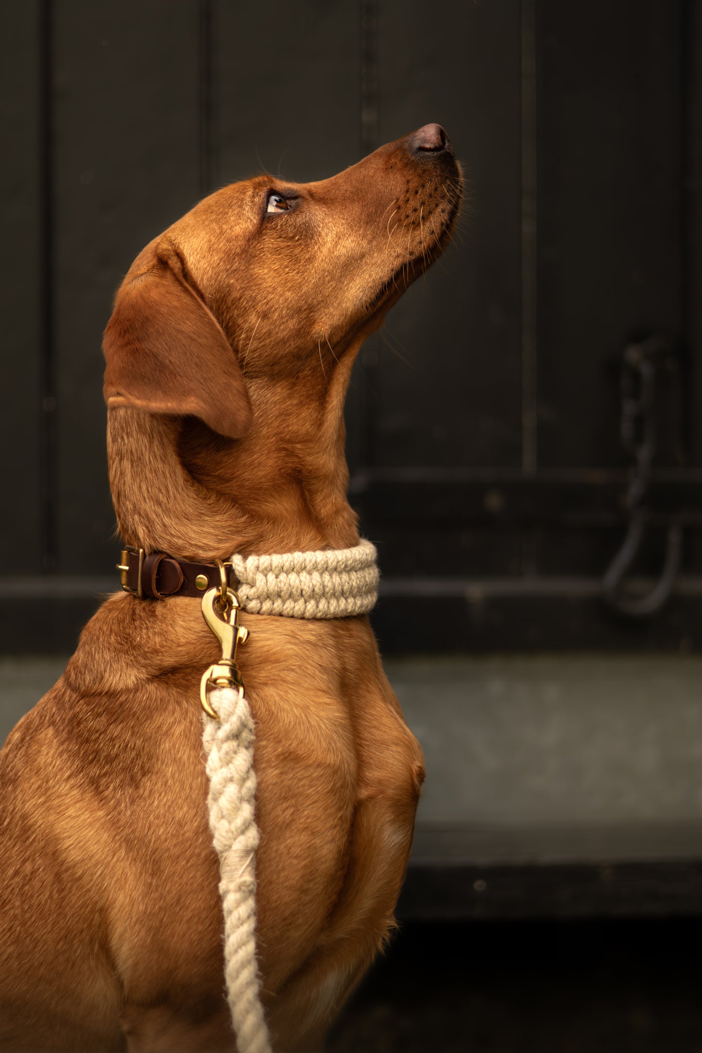 The Swaledale – Handmade British Wool Dog Collar (Standard) - Green Dog