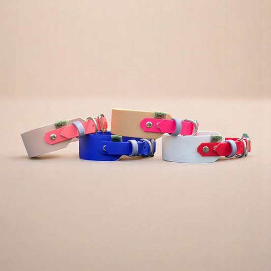 Sighthound dog collars in various colour-ways and fully customisable.