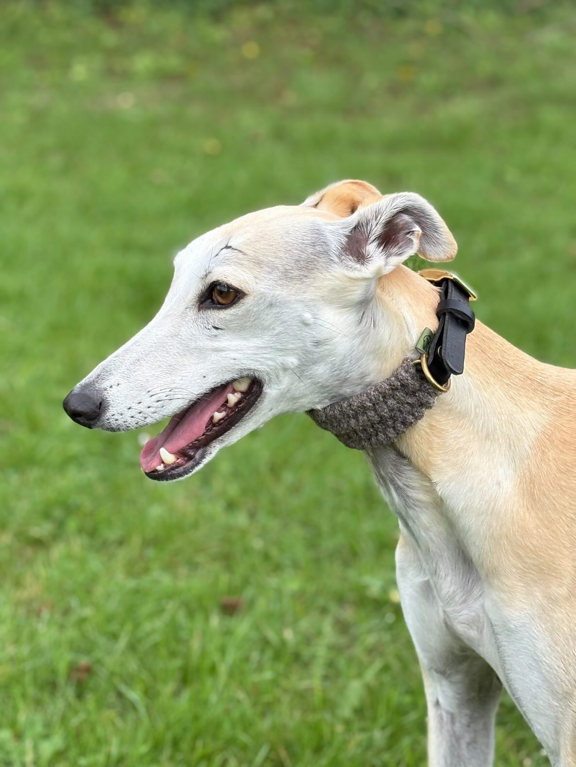 The Brampton – Handmade British Wool Sighthound Collar - Green Dog