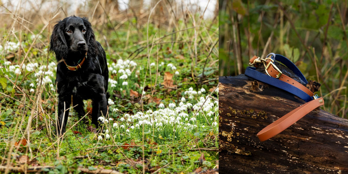 Black dog in a field of white flowers with a close-up of a blue and brown belt on a log.