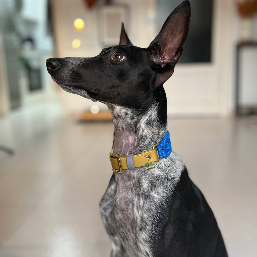 Royal blue paracord dog collar worn by Monkey with a gold adjustable BioThane strap