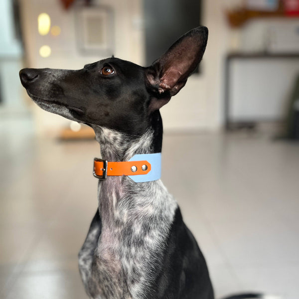 Monkey Blue BioThane Sighthound Dog Collar in Pastel Blue 38mm BioThane with a Burnt Orange adjustable BioThane strap