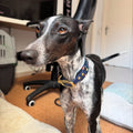 Monkey showcasing the new edition to her collection, the Space Monkey Sighthound Collar