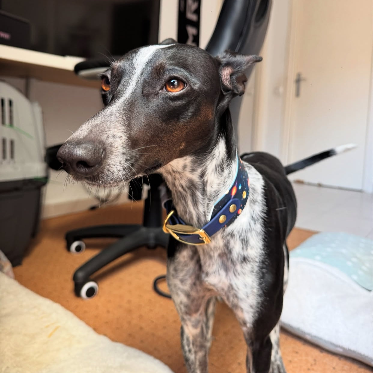 Monkey showcasing the new edition to her collection, the Space Monkey Sighthound Collar