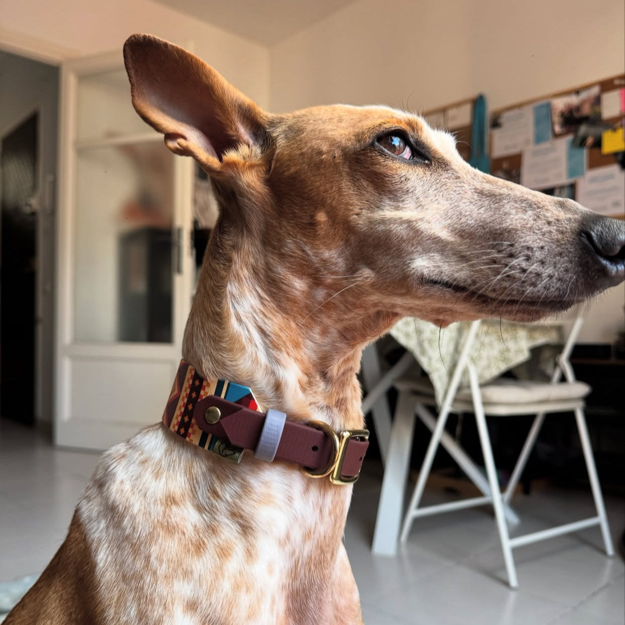Nala showcasing her latest dog collar, Nala's Tribe Dog Collar