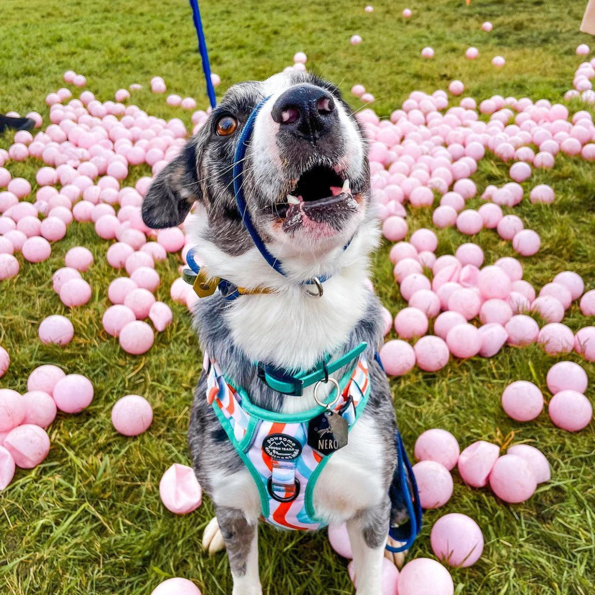 Petrol blue rope figure of 8 slip lead with caramel binding, gold BioThane stopper and nickel hardware