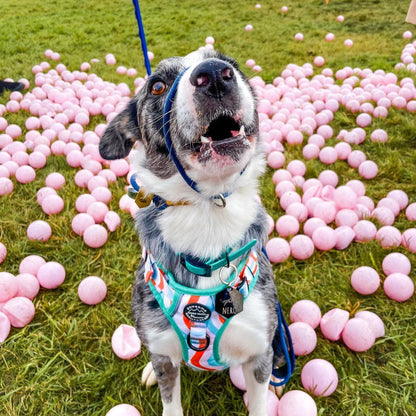 Petrol blue rope figure of 8 slip lead with caramel binding, gold BioThane stopper and nickel hardware