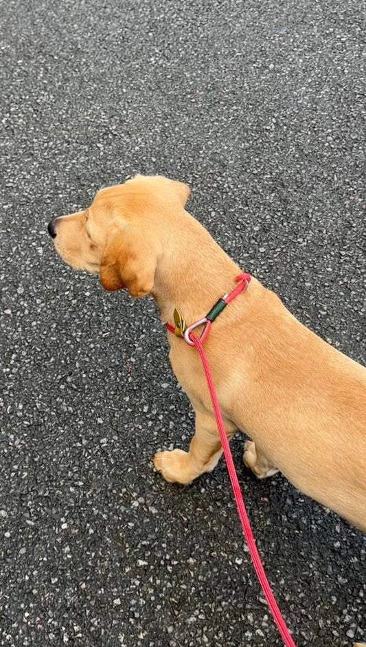 Sunny, Cassa Jackson’s dog, using the Notting Hill Nose Slip Lead in figure of 8 mode for precise control and training.