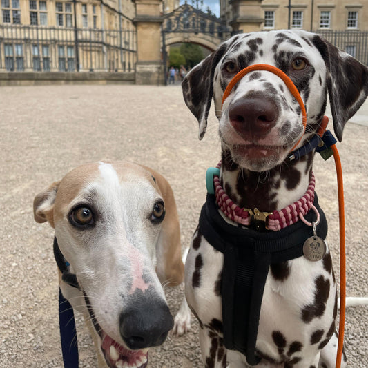 Dalmatian wearing a figure of 8 slip lead in neon orange rope, navy blue binding, navy blue stopper and nickel hardware