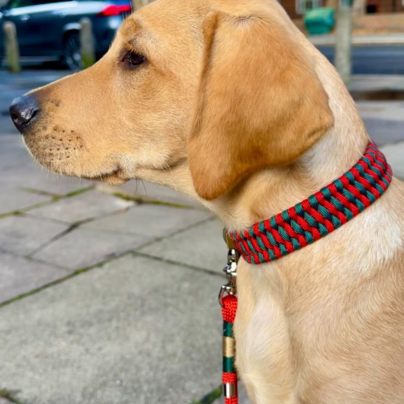 Sunny, a golden Labrador, sports a stylish alpine green and poppy red adjustable cord collar and a matching Greenwich Yarn handsfree dog lead, exemplifying the fashionable and functional spirit of The Sunny Collection by Cassa Jackson.