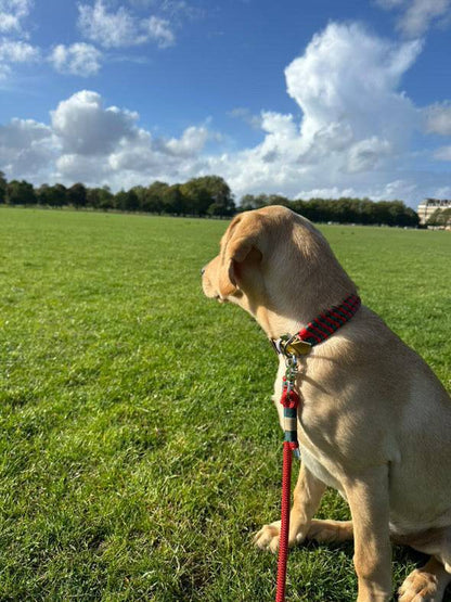 Sunny, the dog, wearing the Greenwich Yarn handsfree adjustable rope lead from Cassa Jackson’s Sunny Collection.