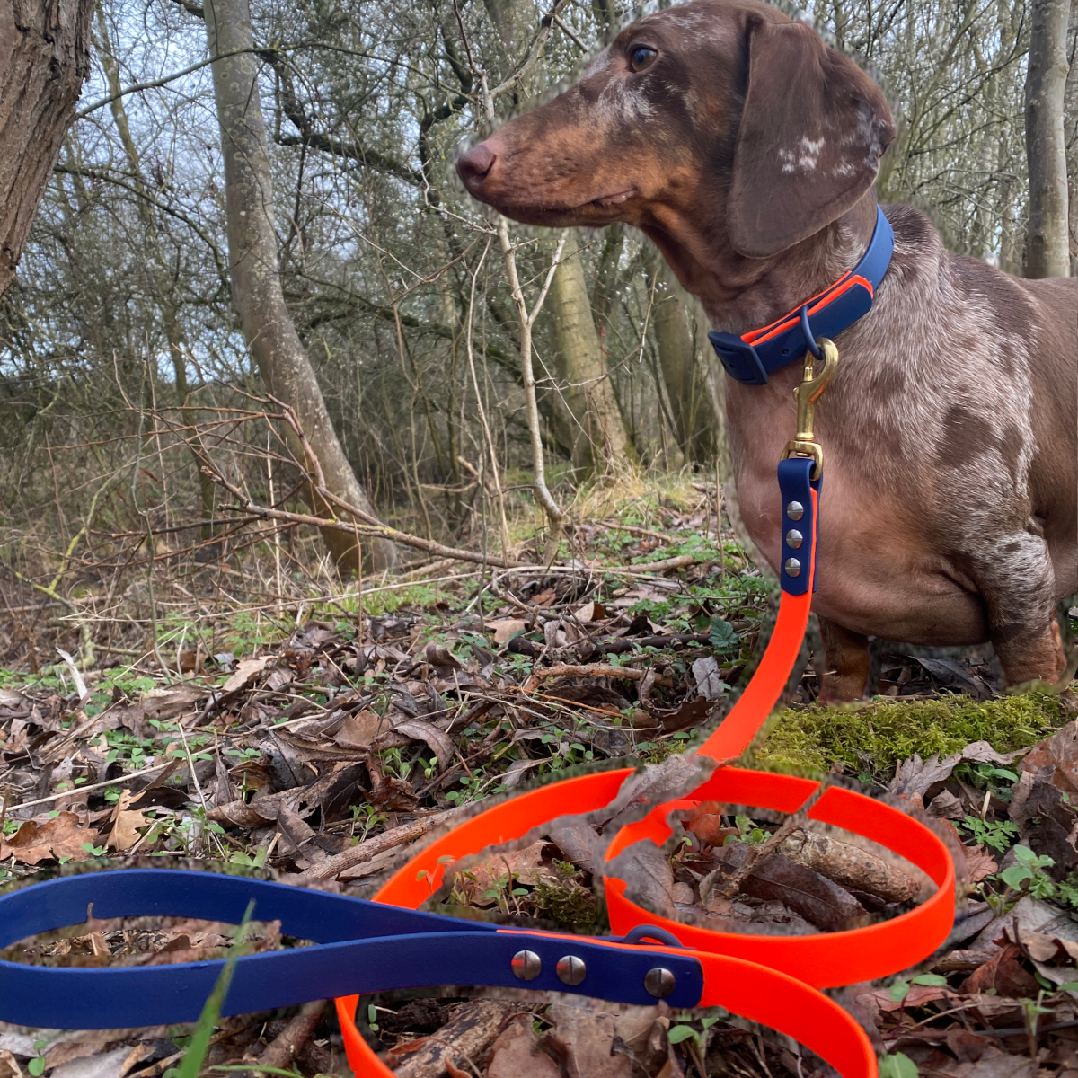 Boris the dachshund wearing the Oxford BioThane set in neon orange and navy blue by Green Dog, showcasing a stylish custom dog collar and lead in a woodland setting.