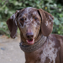 Dachshund wearing a Brampton British wool dog collar by Green Dog, woven by hand from undyed Yorkshire-spun wool
